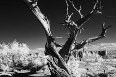 Tree | Canyonlands National Park